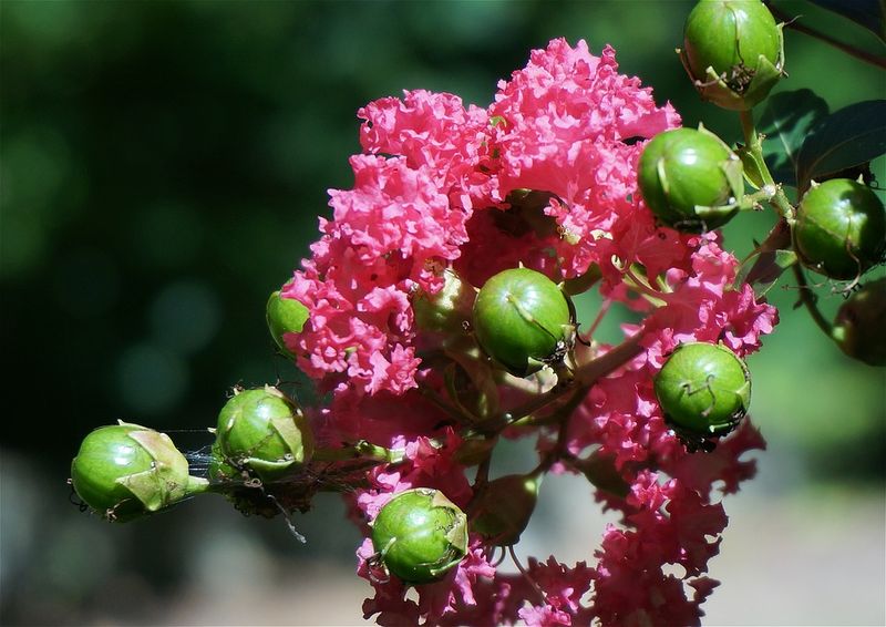 Some Gardeners Remove Them For A Cleaner Look Some Gardeners Remove Them For A Cleaner Look