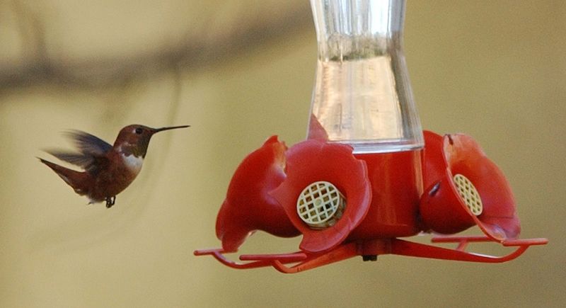 Some Hummingbirds Move Through During Migration