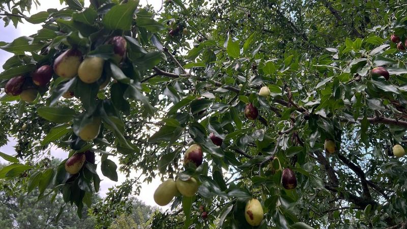 Some Jujubes Ripen Unevenly On The Same Tree Some Jujubes Ripen Unevenly On The Same Tree