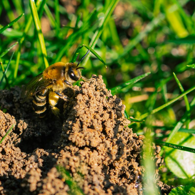Some Native Bees Overwinter In The Soil Some Native Bees Overwinter In The Soil