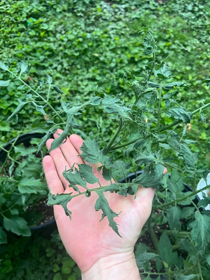 Some Persistent Herbicides Can Remain Active After Passing Through Livestock Some Persistent Herbicides Can Remain Active After Passing Through Livestock