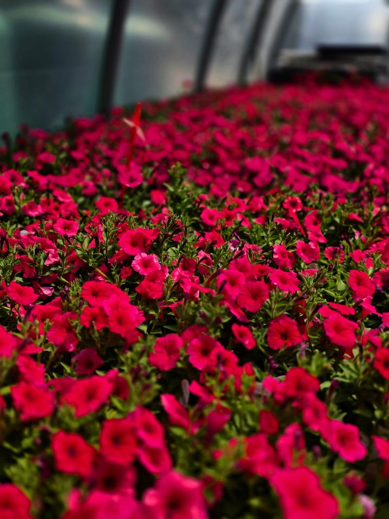 Some Petunias Are Much Stickier Than Others