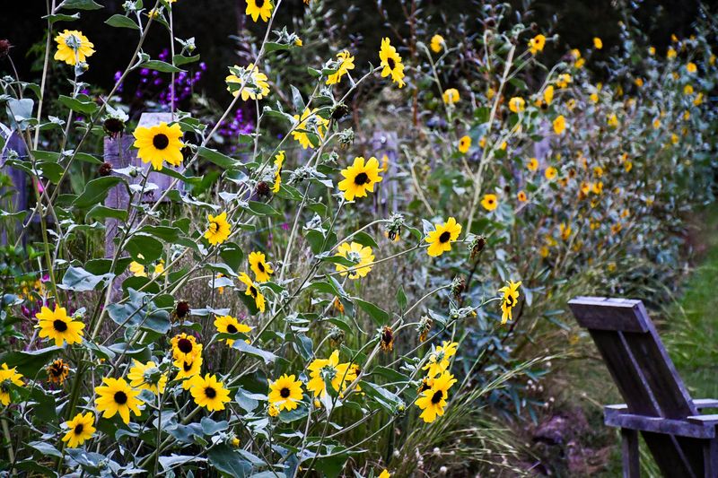 Some Plants Are Better Cleaned Up In Fall