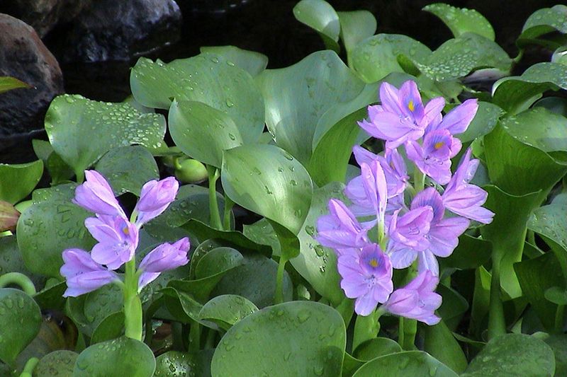Some Plants Are Restricted Because They Spread Easily