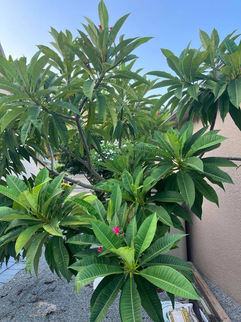 Some Plumeria Varieties Simply Shrug It Off