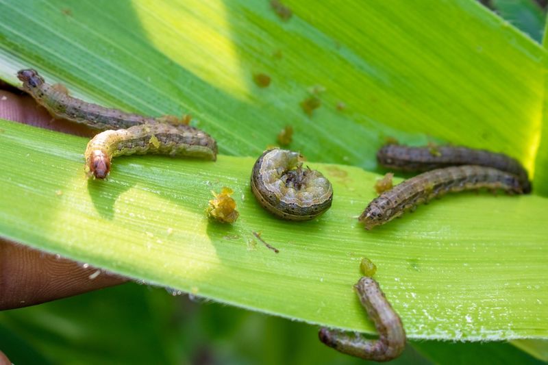 Some Populations Resist Common Insecticides
