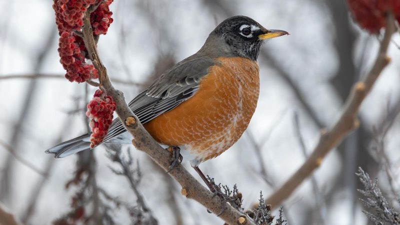 Some Robins May Remain In The Area Through Winter Some Robins May Remain In The Area Through Winter