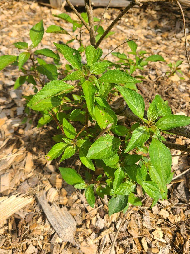 Some Shrubs Adjust To Relocation Better Than Others