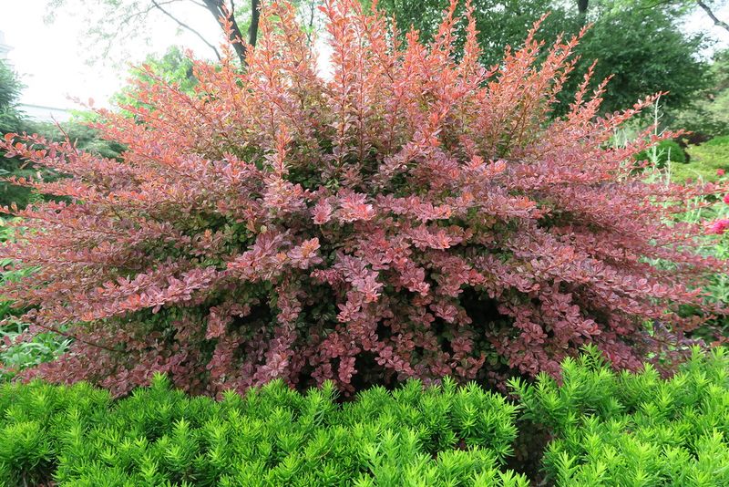 Some Shrubs Handle Moving Better Than Others Some Shrubs Handle Moving Better Than Others