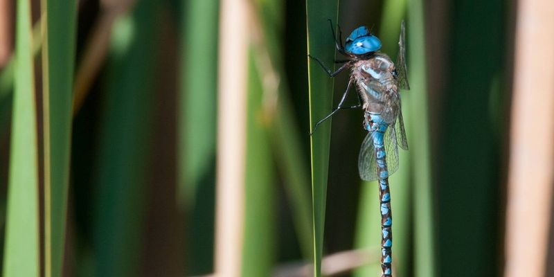 Some Species Move To Warmer Areas Some Species Move To Warmer Areas
