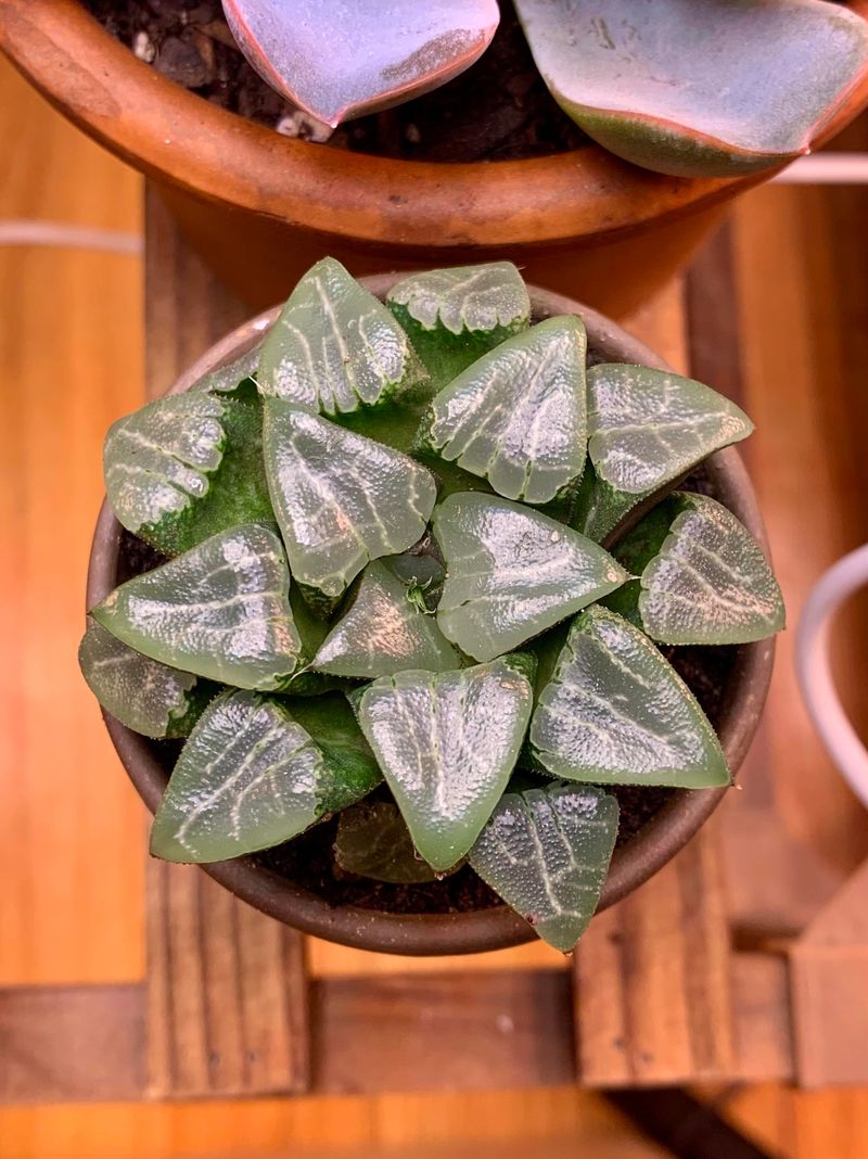 Some Succulents Handle Lower Light Better