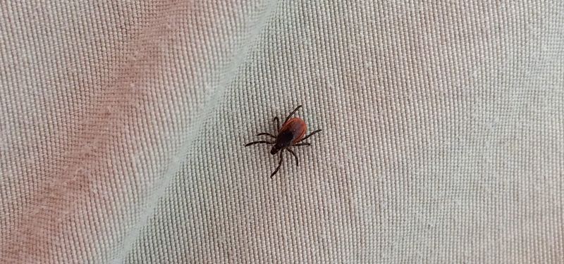 Some Ticks Stay Active Later Than Expected