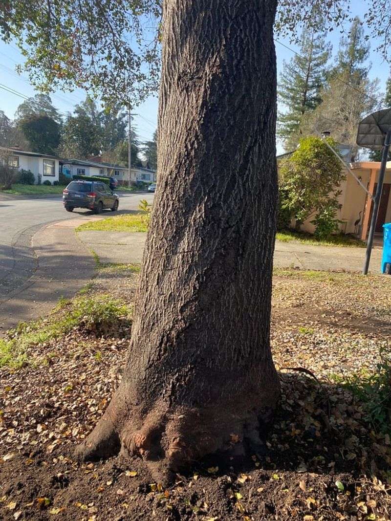 Some Trees Have Special Local Protections Some Trees Have Special Local Protections