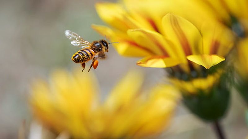 Some Wasps Are Garden Helpers Worth Tolerating Some Wasps Are Garden Helpers Worth Tolerating