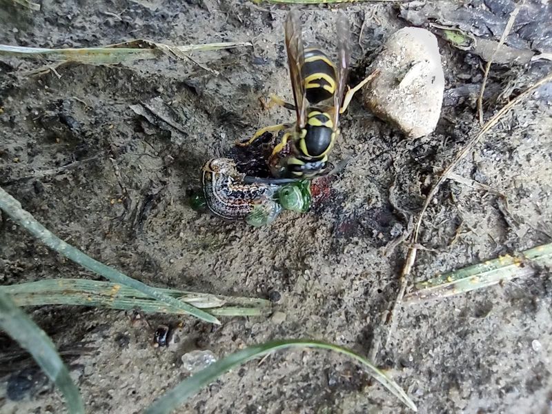 Some Yellow Jackets Help Your Garden By Eating Pests