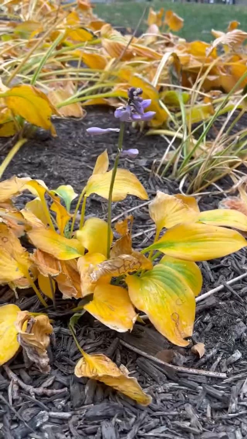 Some Yellowing Is Simply Normal Aging