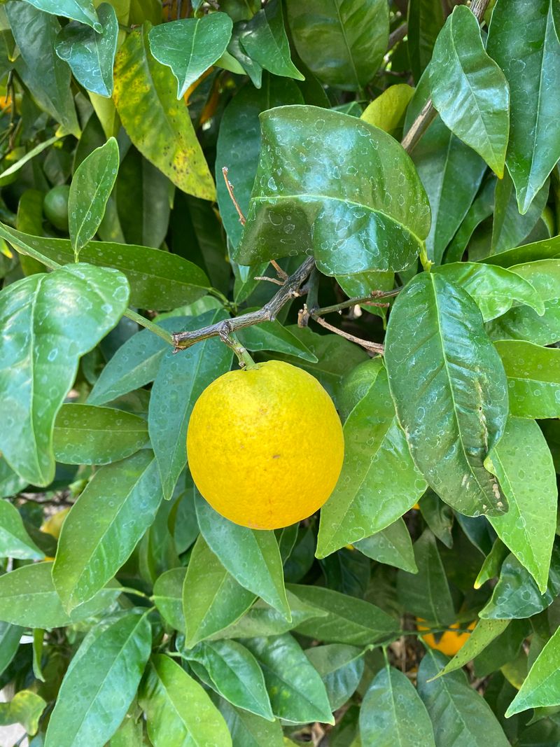 Some Zones Allow Clean Fruit To Leave