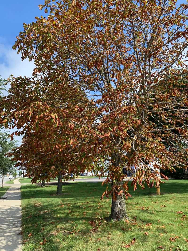 Sometimes The Early Drop Signals Leaf Trouble Sometimes The Early Drop Signals Leaf Trouble