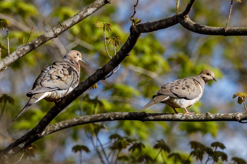 Songbirds And Doves Arrive On Schedule