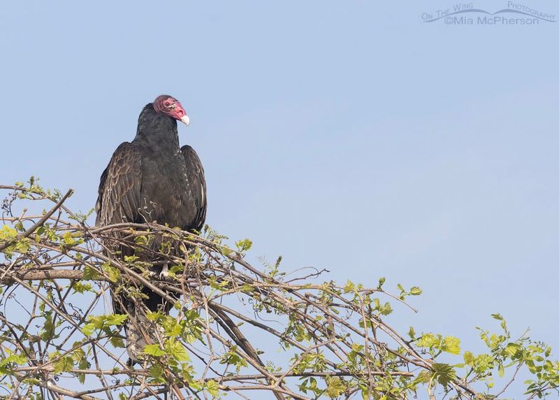 Songbirds And Wild Turkeys Join The Morning Rush