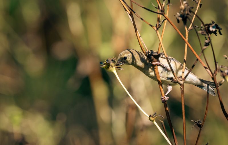 Songbirds Treat Seed Heads Like A Snack Bar Songbirds Treat Seed Heads Like A Snack Bar