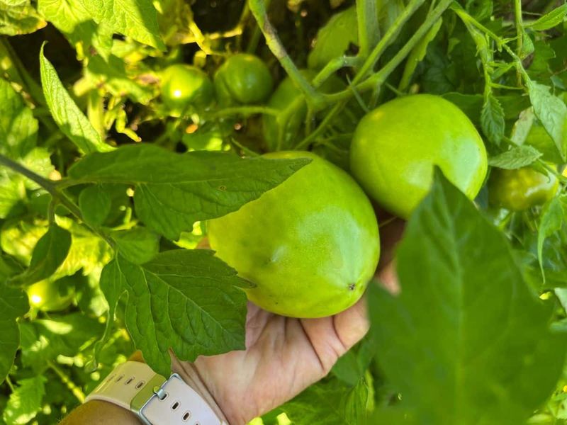 Sort Mature-Green Tomatoes From Immature Fruit Sort Mature-Green Tomatoes From Immature Fruit