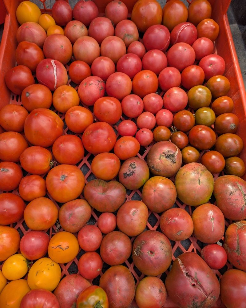 Sort Ripe Tomatoes From Green Ones