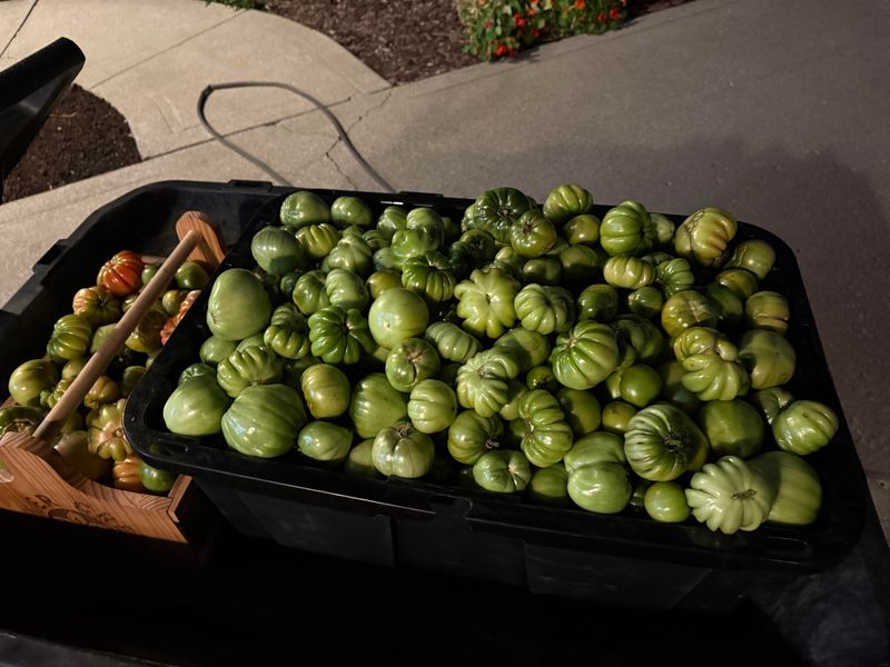 Sort Tomatoes By How Close They Are To Ripening Sort Tomatoes By How Close They Are To Ripening