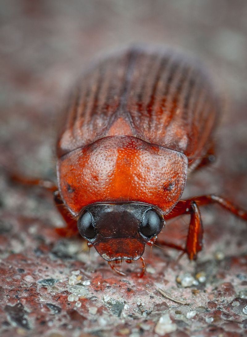 Sorting Friend From Foe Among Brown Beetle Lookalikes Sorting Friend From Foe Among Brown Beetle Lookalikes