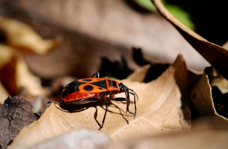 Sorting It Out From Boxelder Bugs And Other Fall Regulars Sorting It Out From Boxelder Bugs And Other Fall Regulars