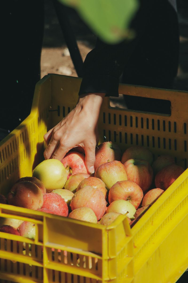 Sorting, Sauce, And Cold Storage Sorting, Sauce, And Cold Storage
