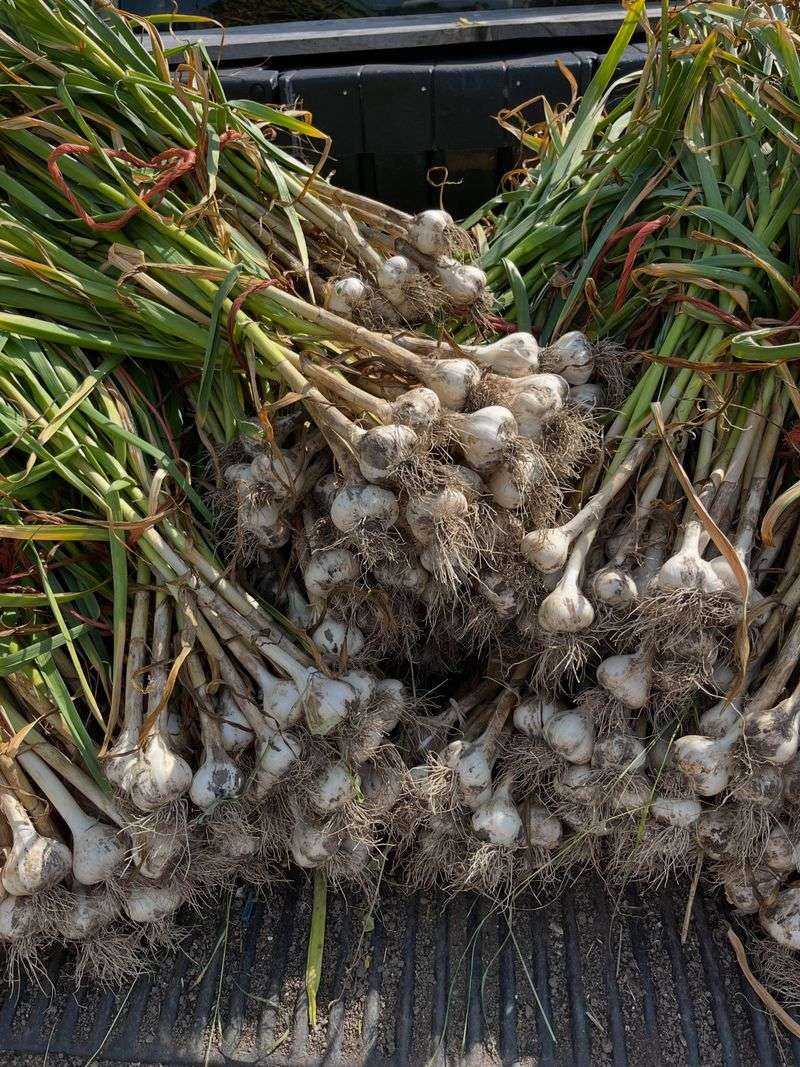 Sourcing Certified Bulbs From Trusted Growers
