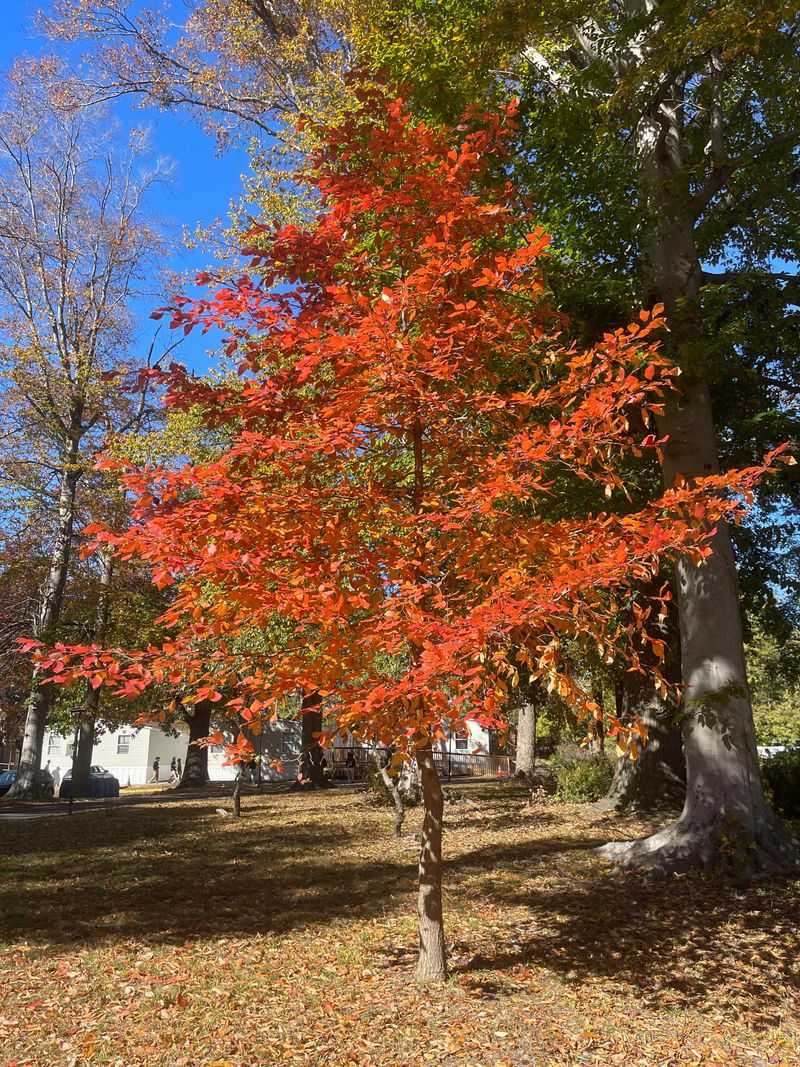 Sourwood Adds Deep Red Fall Color