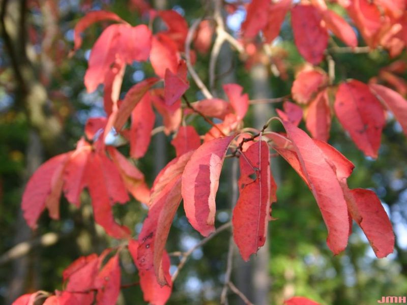 Sourwood Turns Red Even Under Stress