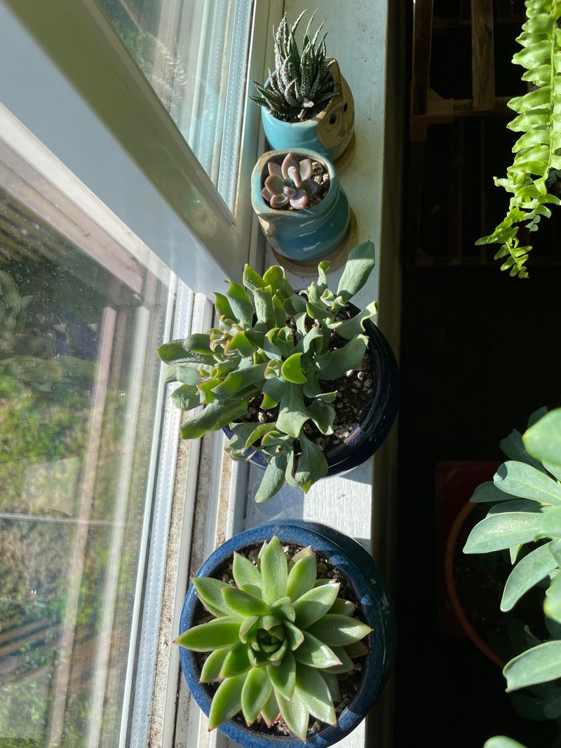South Windows Often Get Better, Not Worse South Windows Often Get Better, Not Worse