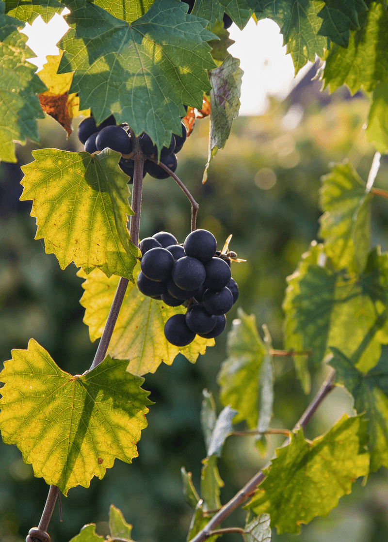 Southern Home Combines Dark Fruit With Distinctive Lobed Foliage Southern Home Combines Dark Fruit With Distinctive Lobed Foliage