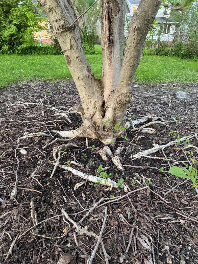 Southern Magnolia With Root Damage