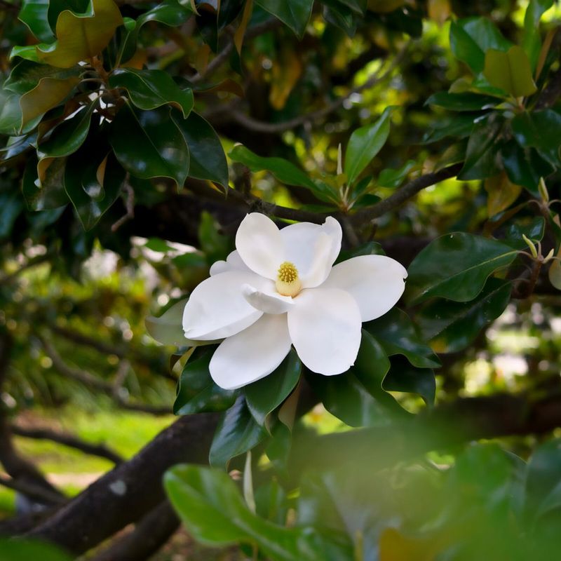 Southern Magnolia Southern Magnolia
