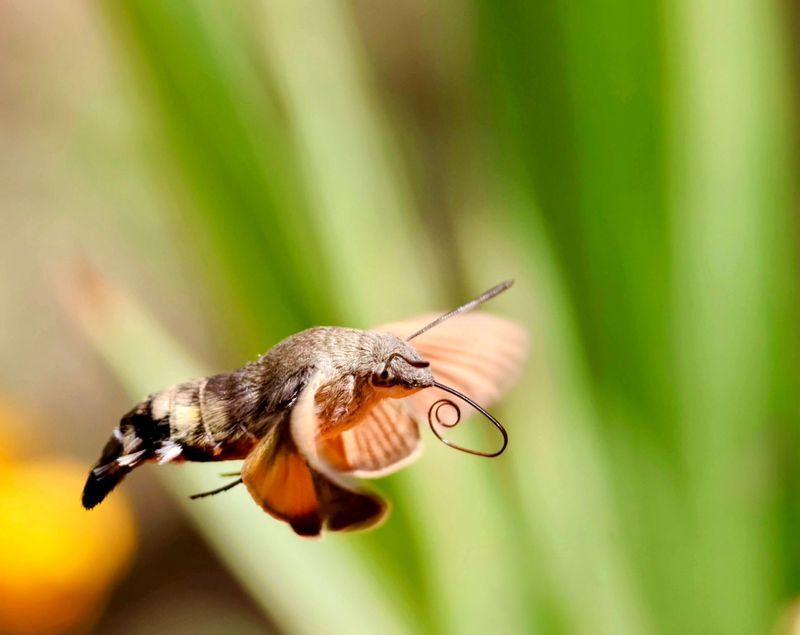 Southern Moth Flights And The September Surge