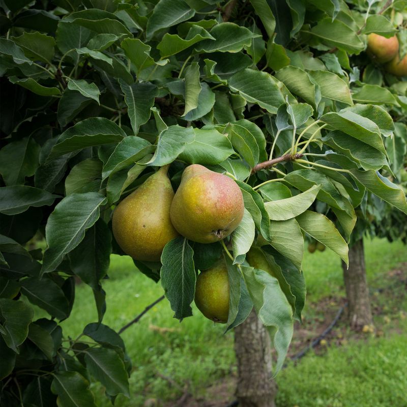 Southern Pears Ripen Best Off The Branch