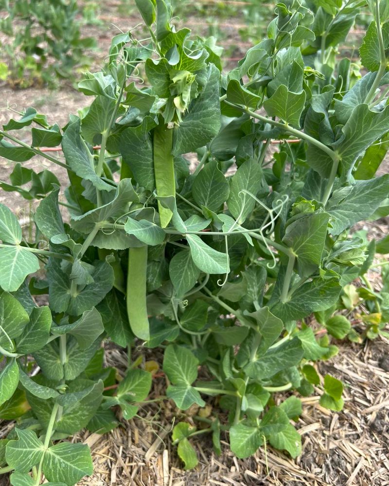 Southern Peas