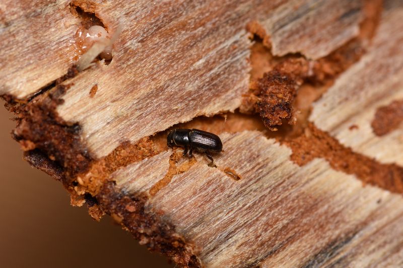 Southern Pine Beetle Behind The Popcorn Pitch Southern Pine Beetle Behind The Popcorn Pitch