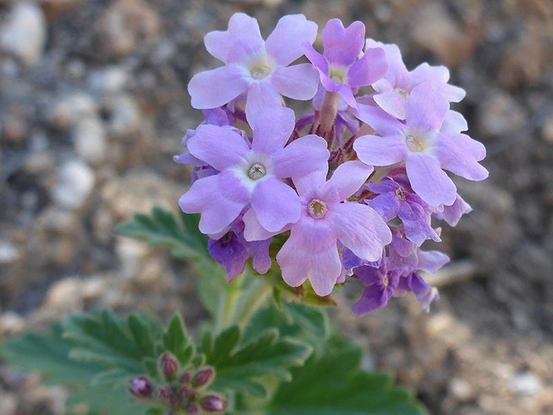 Southwestern Mock Vervain Across Arizona (Glandularia gooddingii)