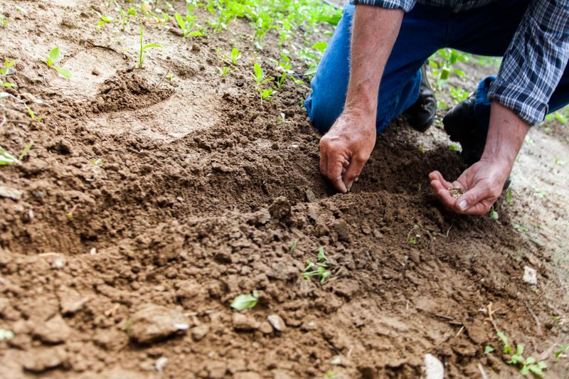 Sow A Cover Crop To Work The Night Shift Sow A Cover Crop To Work The Night Shift