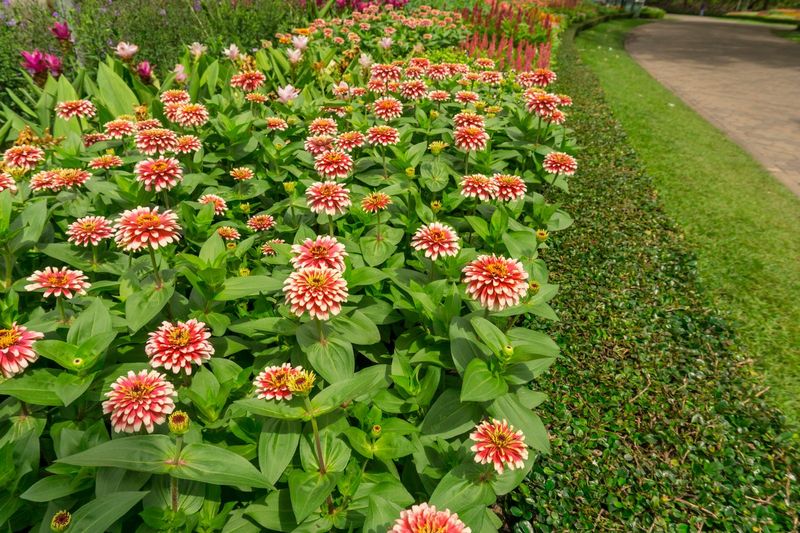 Sow Arizona-Saved Zinnias After Frost Risk Passes