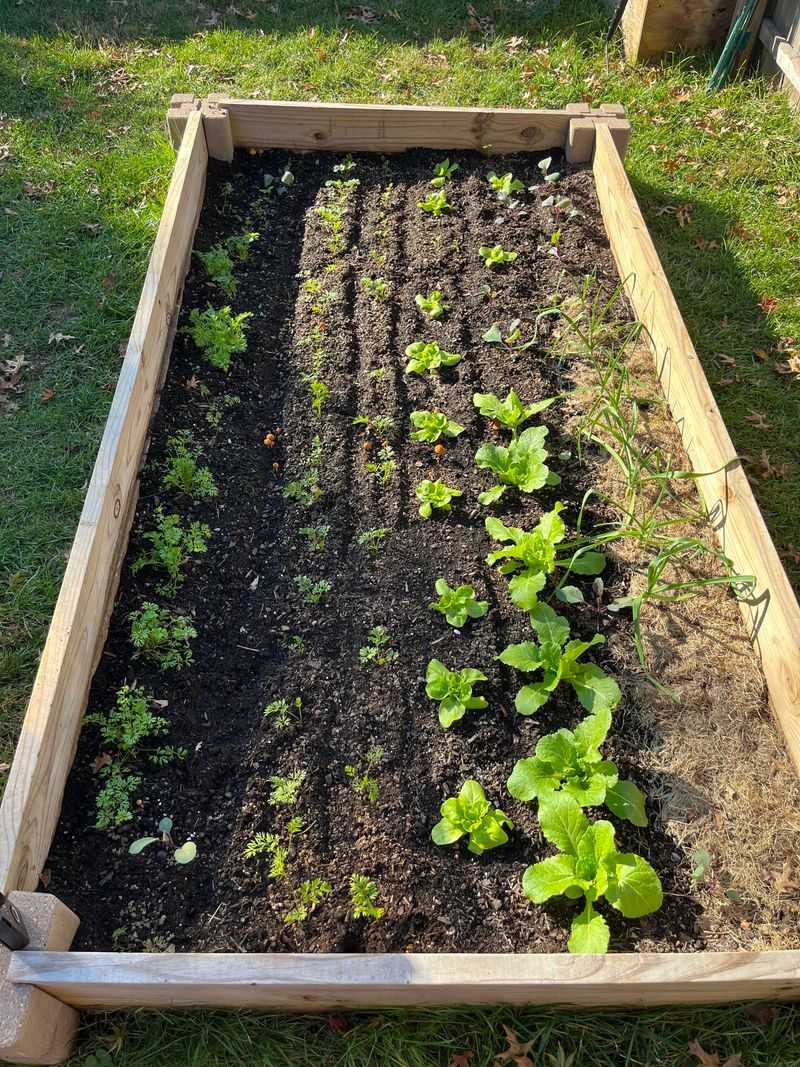 Sow Cool Season Vegetables Before September Ends