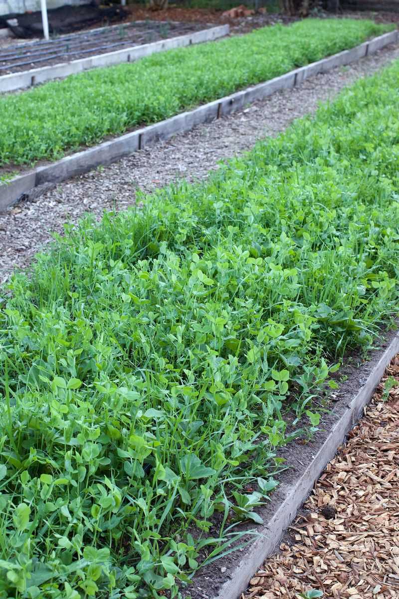 Sow Cover Crops In Empty Beds Sow Cover Crops In Empty Beds