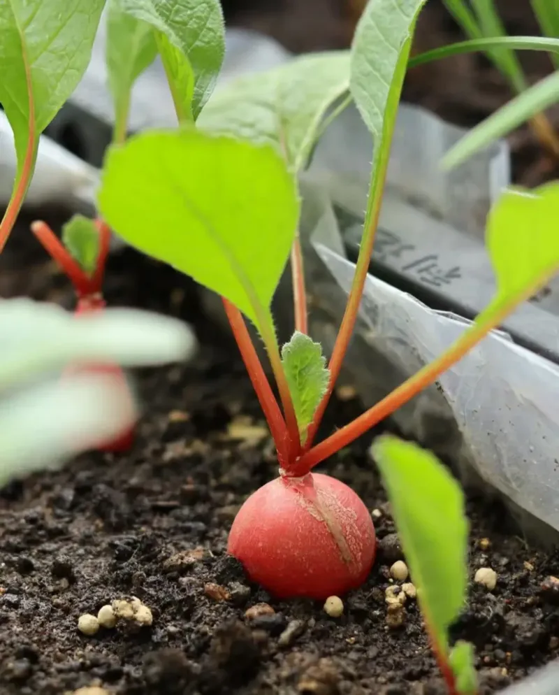 Sow Radish Seeds As Soon As October Arrives Sow Radish Seeds As Soon As October Arrives