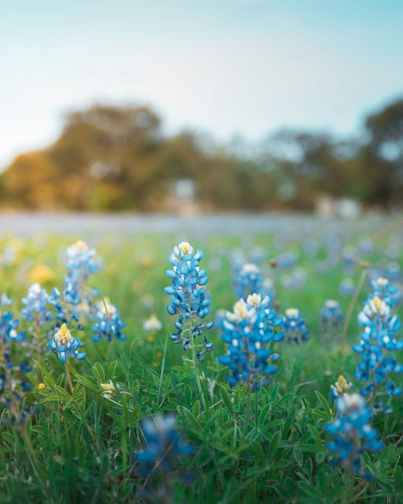 Sow Texas Bluebonnet Seeds This Fall