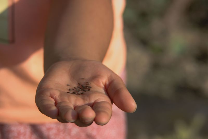 Sow Wildflower And California Native Seeds